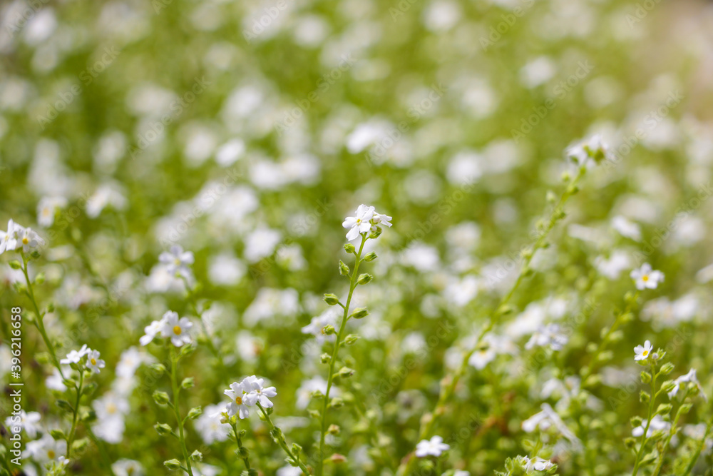 Galium odoratum, flowering herbs, field of herbs. Out of focus. Galium odoratum, flowering herbs, field of herbs. Out of focus.