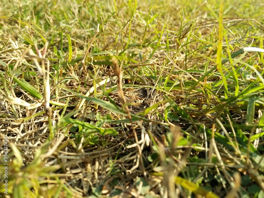 grass in the field grass in the field