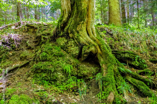 Big roots of a tree with moss and green leafs in a forest.