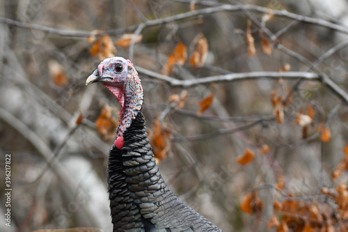 Close-up of a Wild Turkey head and neck