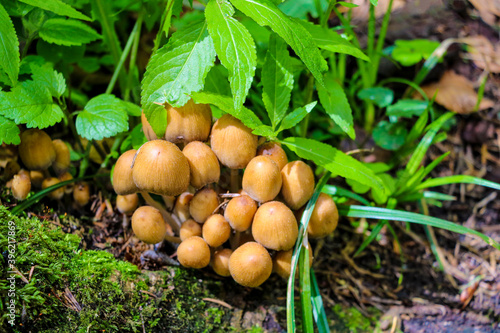 Autumn scene with a group of mushrooms among green leaves and grass. Also known as mica cap, shiny cap or glistening inky cap.