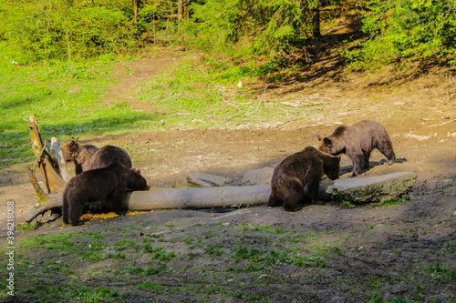 View of the meadow with wild bears in the forest. Some bears sit on a log and eat. Wildlife background.