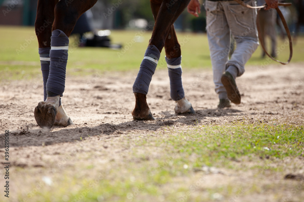parte de abajo de un caballo caminando junto al petisero parte de abajo de un caballo caminando junto al petisero