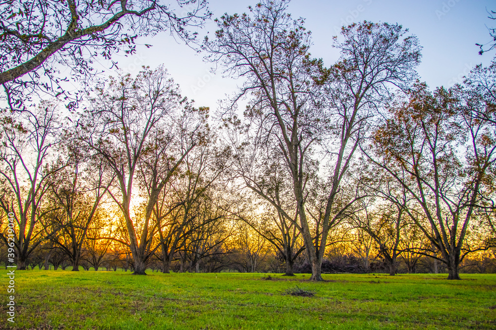 A pecan tree farm and orchard golden horizon A pecan tree farm and orchard golden horizon