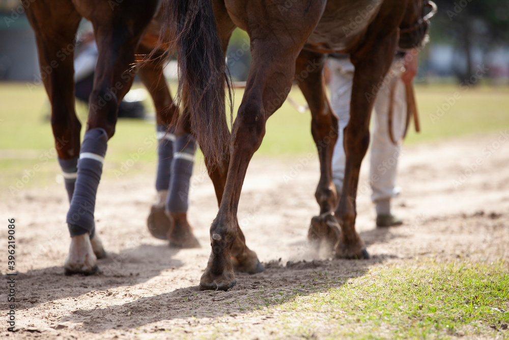 Fototapeta premium parte de abajo de un caballo caminando junto al petisero