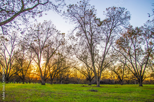 A pecan tree farm and orchard golden horizon