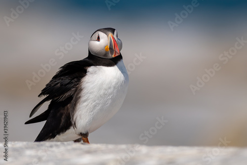 Atlantic Puffin on Machias Seal Island off the Coast of Maine 