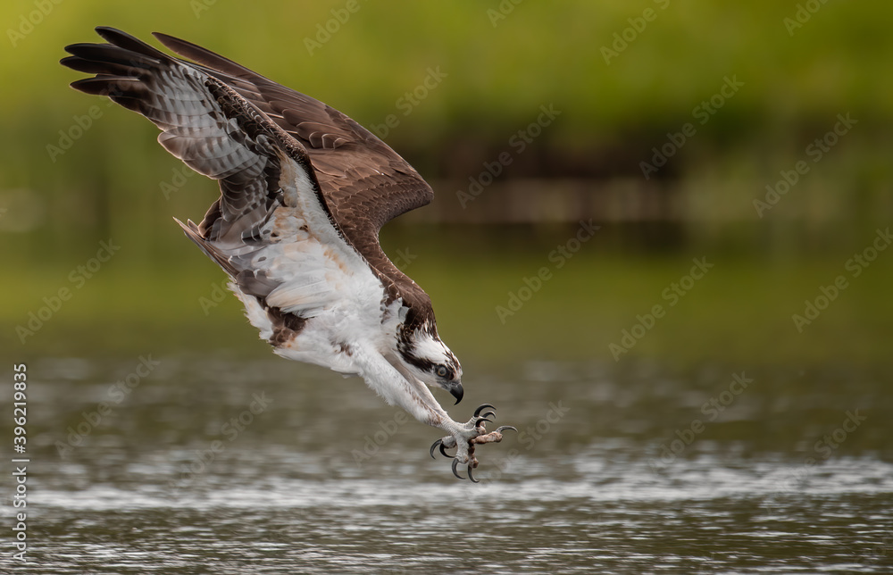 Obraz premium Osprey in Florida 