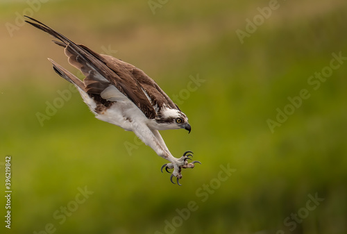 Osprey in Florida  photo