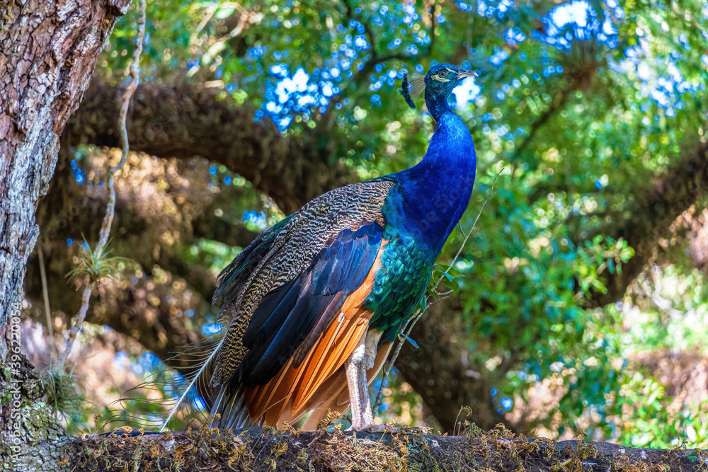Indian peafowl peacock (Pavo cristatus) pearched on an oak tree branch Indian peafowl peacock (Pavo cristatus) pearched on an oak tree branch