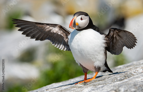 Atlantic Puffin on Machias Seal Island off the Coast of Maine 