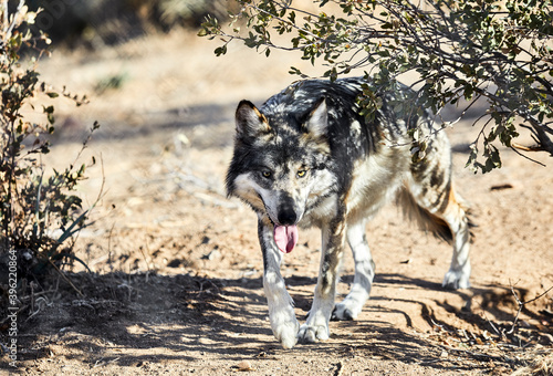 Mexican Gray Wolf walking towards camera