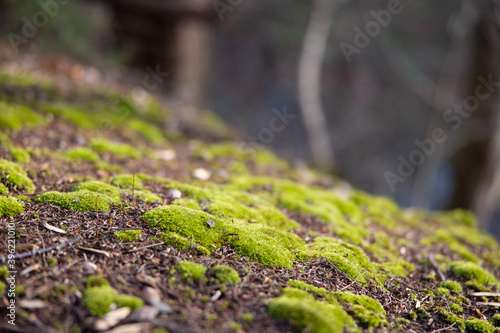 Closeup / Macro shot of green, fresh moss lit up by the sun photo