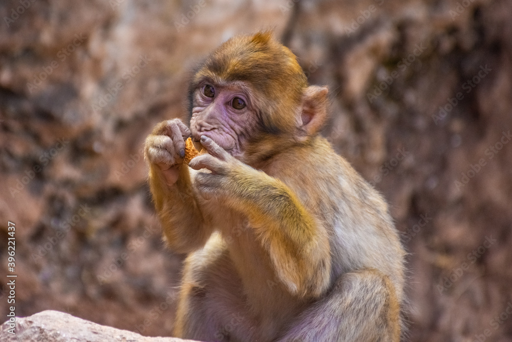 Fototapeta premium Wild baby barbary monkey eating in Morocco