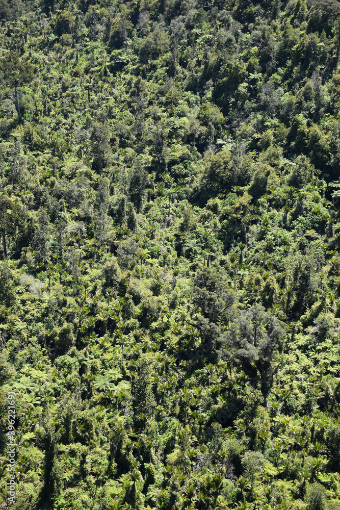 New Zealand forest scene with nikau and native tree ferns New Zealand forest scene with nikau and native tree ferns
