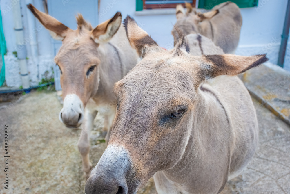Asinara Island's endemic donkey