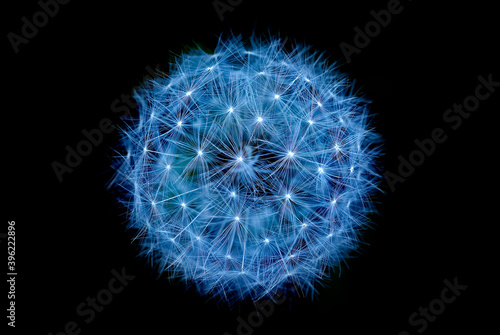 Close-up of Dandelion on dark background