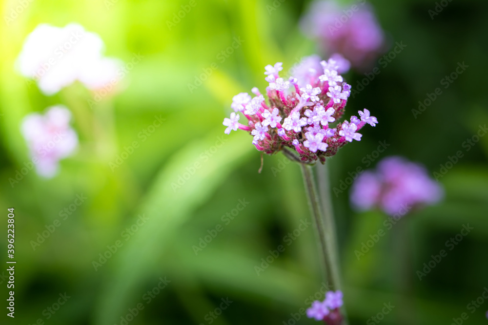 The background image of the colorful flowers The background image of the colorful flowers