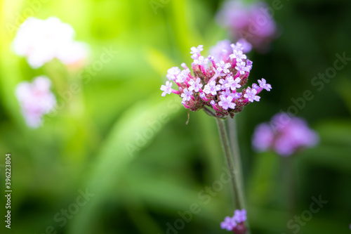 The background image of the colorful flowers