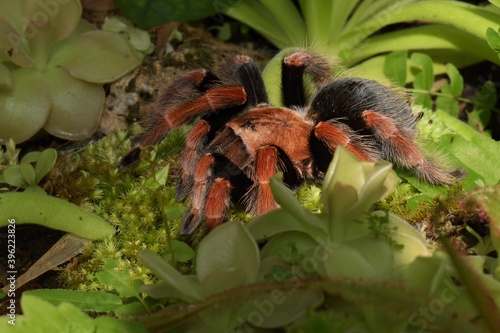 Brachypelma boehmei Tarantula, also known as the Mexican fireleg, or redleg.