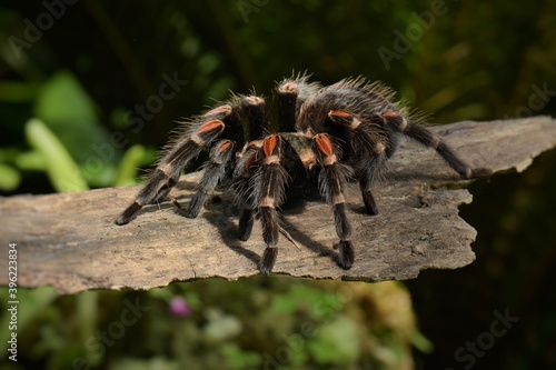 Close-up of Brahipelma Smitti Mexican red knee tarantula on moss shortly after molting.