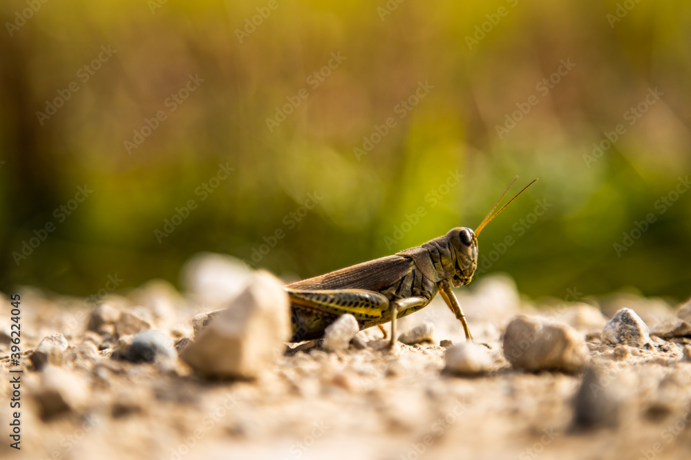 a grasshopper in front of a green background a grasshopper in front of a green background