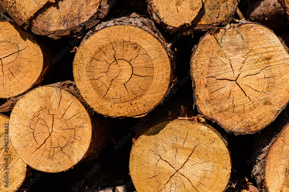 Naklejka premium Background of the many tree logs. Wooden pattern