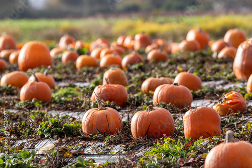 massive pumpkin field in the farm with lots of pumpkins laying on the sheet covered ground