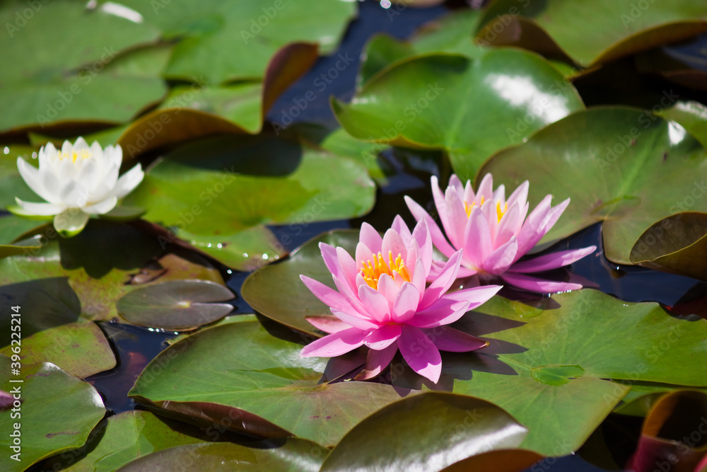 ピンクのスイレンの花 ピンクのスイレンの花