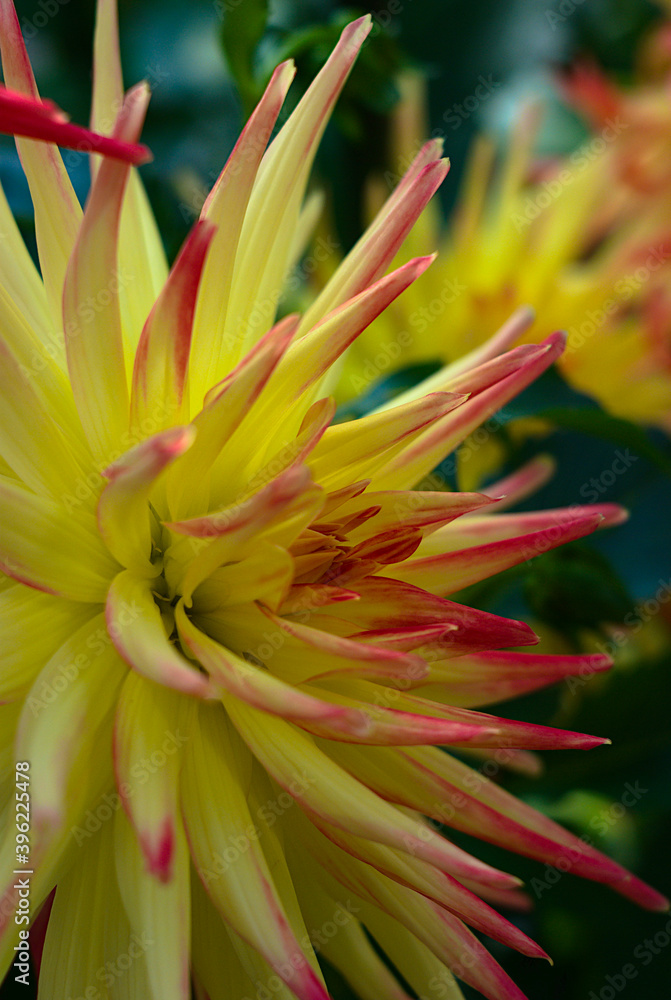red and yellow dahlia red and yellow dahlia