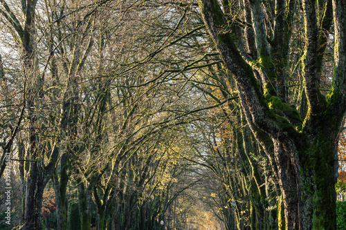 leafless trees with trunks covered with mosses on both sides of the road shower under the morning sunlight