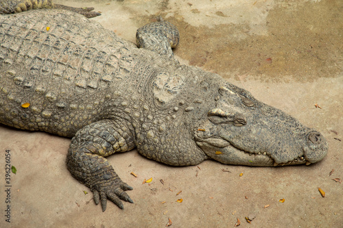Close up shot of enormous size sleeping crocodile in zoo shows details of skin texture, head and body of great carnivorous animal which is now in endanger wildlife, and needs to be in preservation