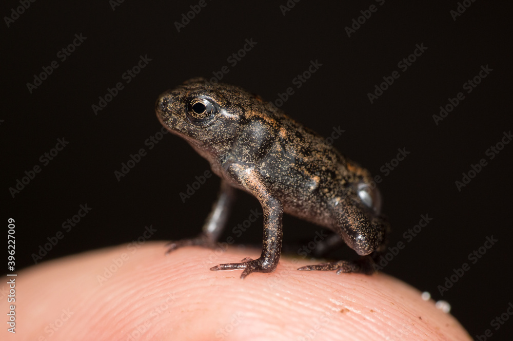Obraz premium frog on a hand