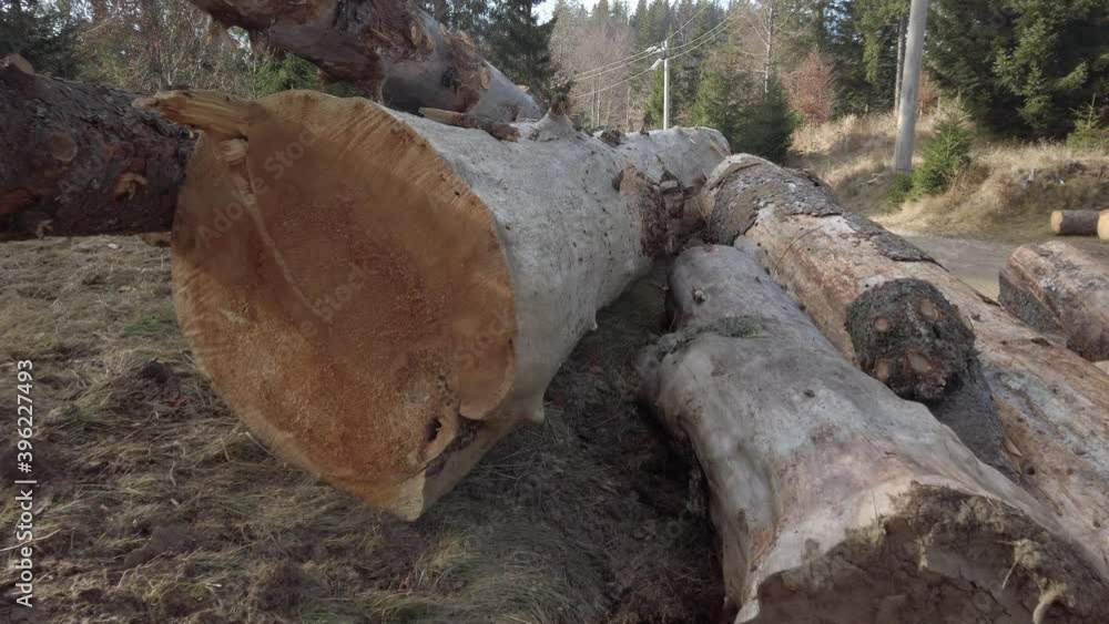 Logging practices in Romanian forests as cut trunks sit ready for collection. Logging practices in Romanian forests as cut trunks sit ready for collection.