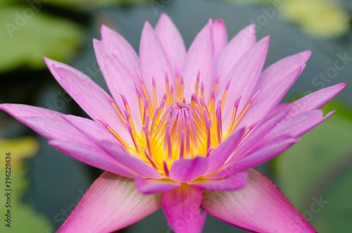 Yellow Pollen of Magenta Lotus Blooming.