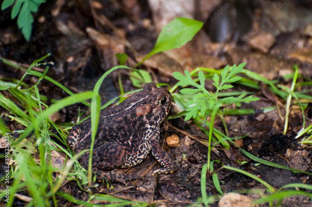 Fototapeta premium Closeup of American toad on the forest floor