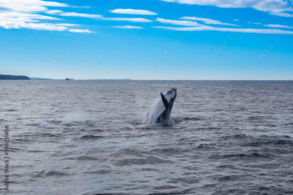 Fototapeta premium A whale swimming in the middle of the sea