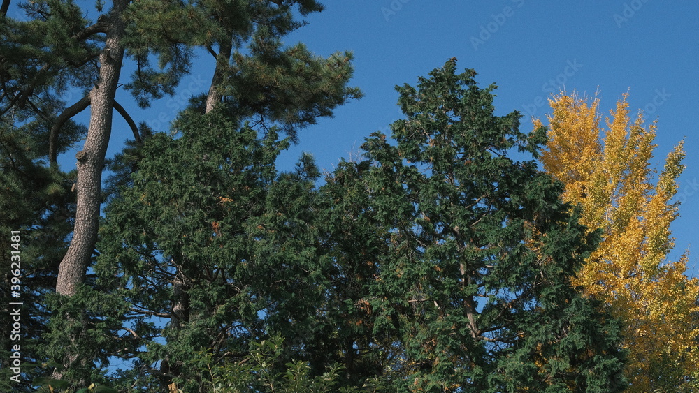 Japanese pine trees against a blue sky with one bright yellow tree Japanese pine trees against a blue sky with one bright yellow tree
