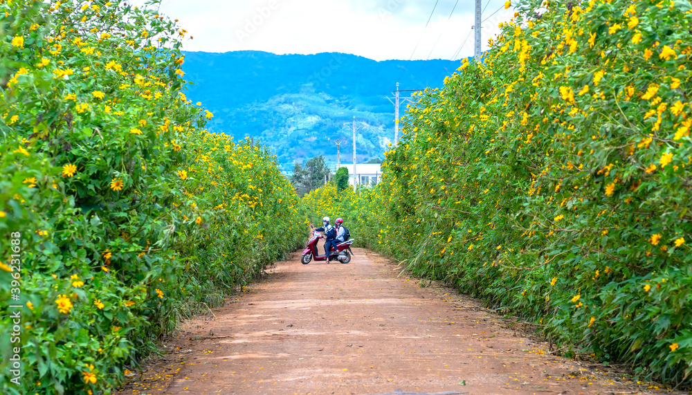 People driving motorbikes across the road of wild sunflower bloom in yellow, a colorful scene beautiful nature in Da Lat, Vietnam People driving motorbikes across the road of wild sunflower bloom in yellow, a colorful scene beautiful nature in Da Lat, Vietnam