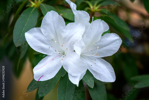 White azaleas bloom in the ecological garden. Flowers suitable for cold climates have a passionate pure seductive scent