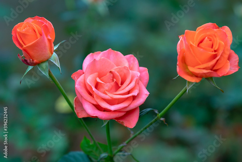 Roses blooming in the love garden  this is a flower symbolizing the love couples give each other on occasions