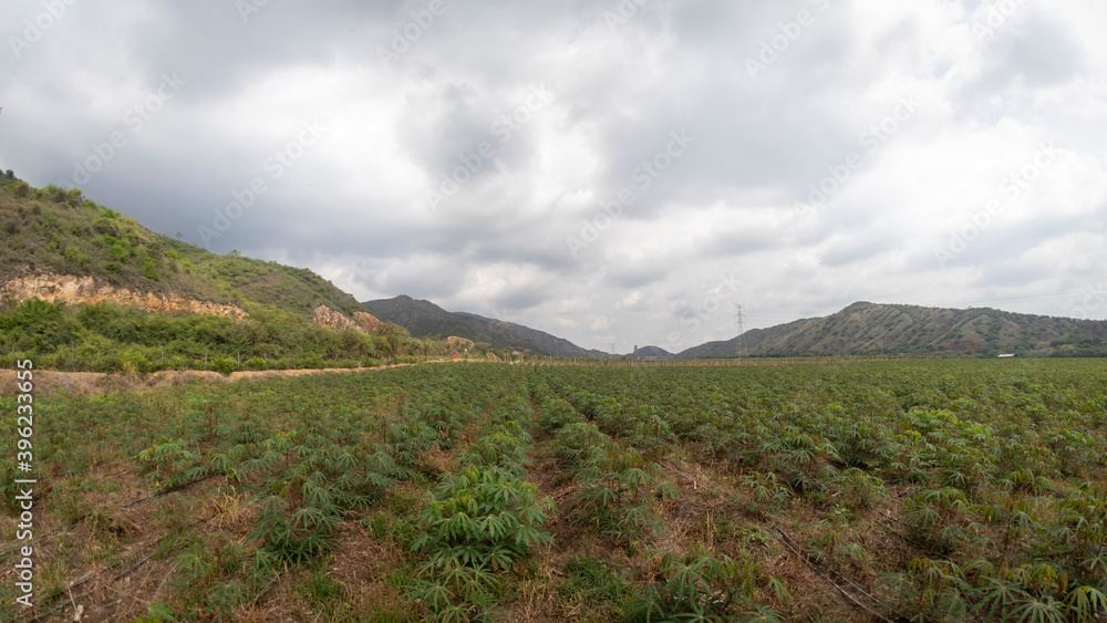 Photograph of a cassava crop in Valle del Cauca, Colombia.