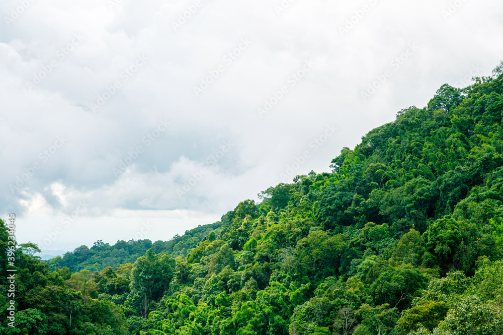 Naklejka premium Green forest bush tree on mountain with cloudy blue sky
