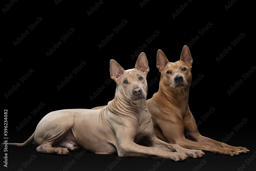 two dogs lie on a black background. Thai ridgeback puppy and adult together
