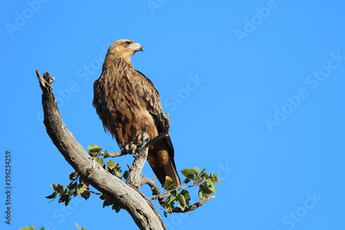 Wallpaper Mural Wahlbergsadler / Wahlberg's  Eagle / Aquila wahlbergi Torontodigital.ca