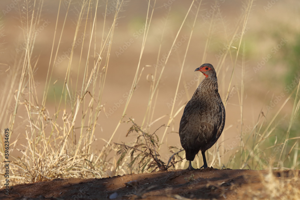 Swainsonfrankolin / Swainson's Francolin or Swainson's spurfowl / Francolinus swainsonii. Swainsonfrankolin / Swainson's Francolin or Swainson's spurfowl / Francolinus swainsonii.