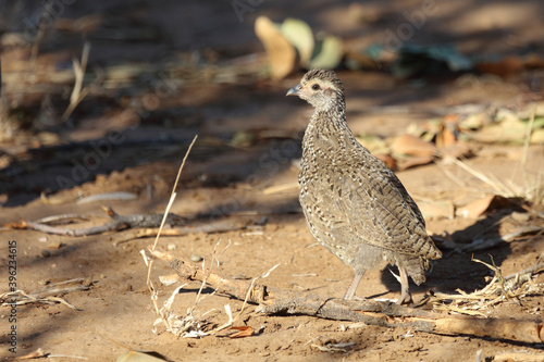 Swainsonfrankolin / Swainson's Francolin or Swainson's spurfowl / Francolinus swainsonii. photo