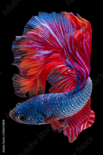 Beautiful movement of blue red Betta fish, Rhythmic close up of Siamese  fighting fish, Betta splendens, Halfmoon betta of Thailand isolated on  black background. Stock Photo | Adobe Stock