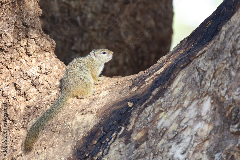 Ockerfußbuschhörnchen / Tree squirrel / Paraxerus Cepapi Ockerfußbuschhörnchen / Tree squirrel / Paraxerus Cepapi