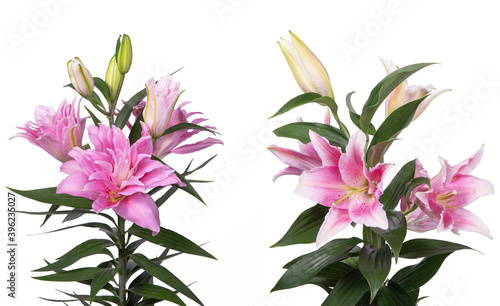 Set of pink lilies isolated on white